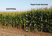 Терра Сорб на кукурузе